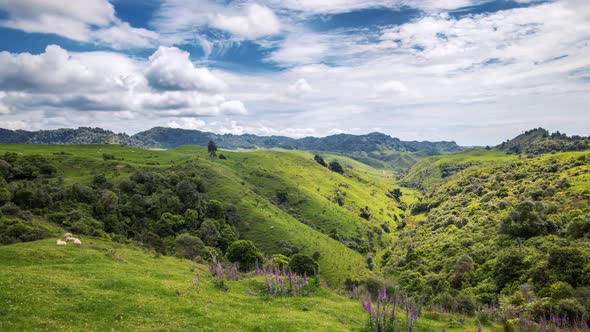 Green Pasture with Sheep in New Zealand Pure Nature Mountains in Fresh Sunny Summer