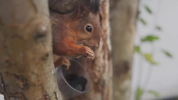 Red Squirrel Enjoying Snack While Sitting On A Tree Branch. - Close up shot