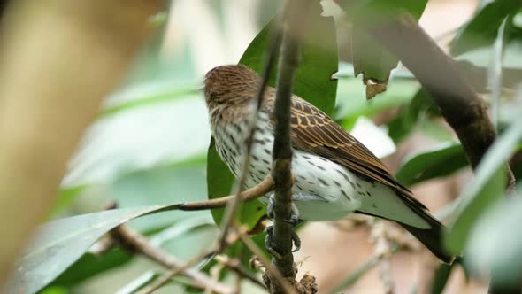 Close up shot of brown female violet-backed starling sitting on branch