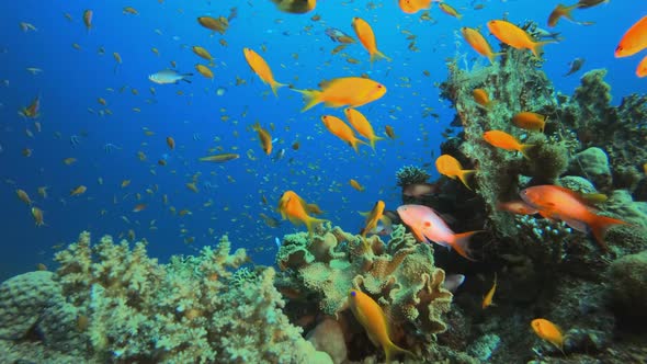 Tropical Colorful Fishes Blue Water