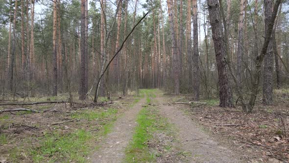 Aerial View of the Road Inside the Forest