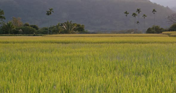 Paddy Rice Field