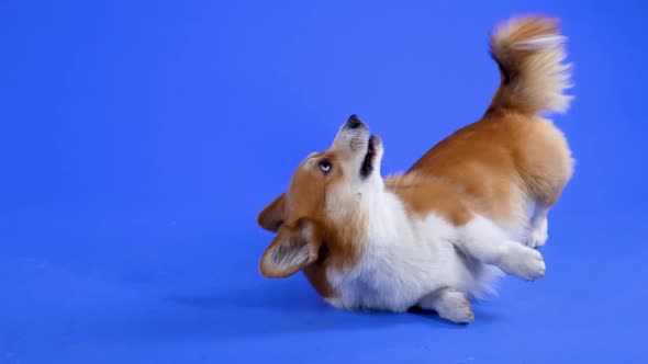 Welsh Corgi Pembroke Somersaults on the Floor in the Studio on a Blue Background
