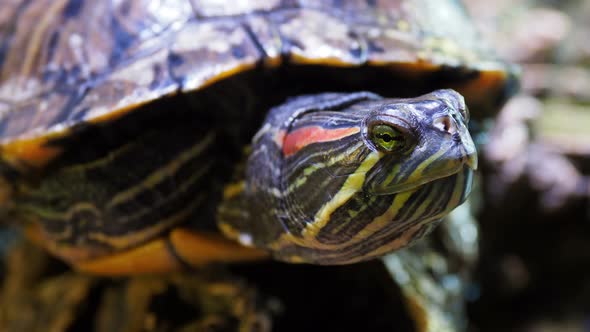 Pond Slider, Trachemys Scripta, Common Medium-sized Semi-aquatic Turtle. Red-eared Turtles.