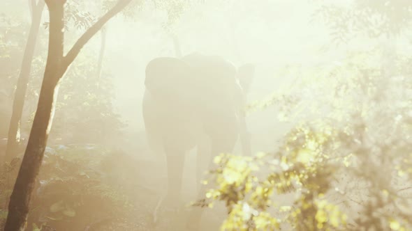 Wild Bull Elephant in the Jungle with Deep Fog