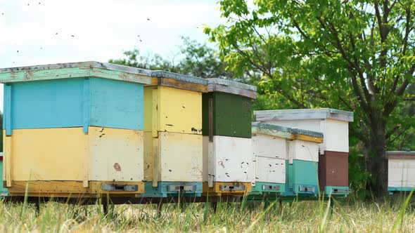 Apiary. Bees flying around the Beehive.