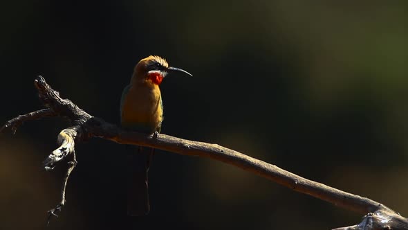 White fronted Bee eater in Kruger National park, South Africa ; Specie