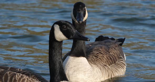 Canada goose, Branta canadensis.Birds swimming on a lake