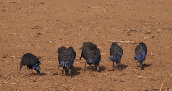 Vulturine Guineafowl, acryllium vulturinum, Group at Samburu Park, Kenya, Real Time 4K