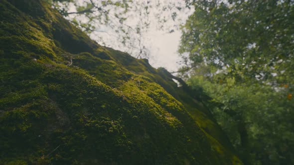 Green moss on rocky hill