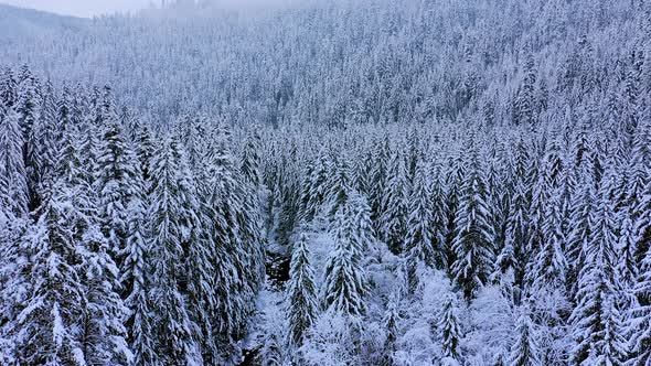 Coniferous trees covered with snow in the winter forest. Landscape.