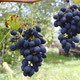Ripe grapes in the garden - VideoHive Item for Sale