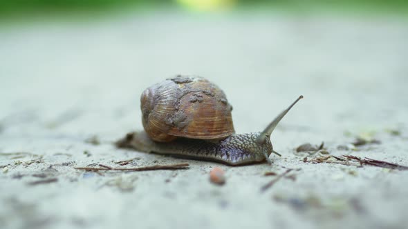 Closeup of a Snail Crawling Along a Dirt Road