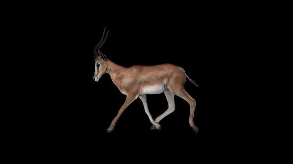 Gazelle Fast Walk