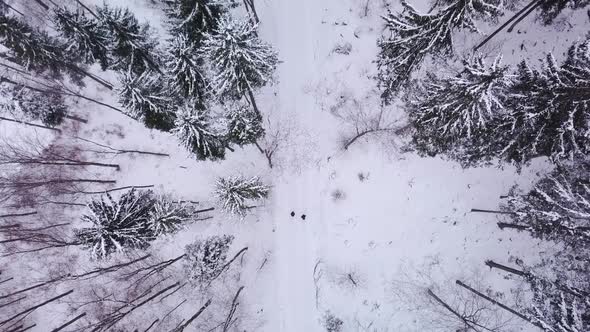 Two young men are walking on a snowy path through a forest. The drone stays still. Top Down shot.