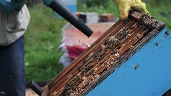 Beekeeper Uses Air-blowing Device To Brush Bees Aside. Bees Swarm in Collection Container. Beekeeper