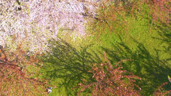 Top Shot view of Young woman with long hair enjoys spring garden in bloom. Happy girl running