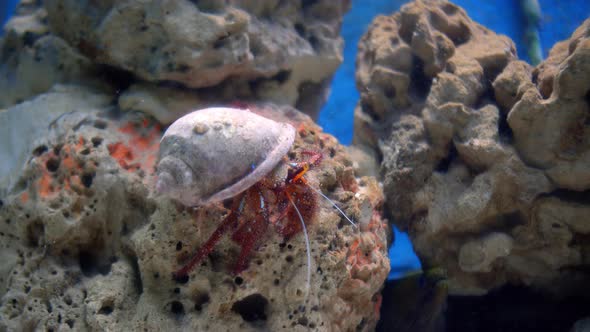 Green Crab or Shore Crab Carcinus Maenas Moves Along the Bottom Covered with Stones and Algae Sea