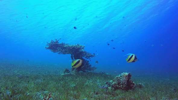 Underwater Butterflyfish