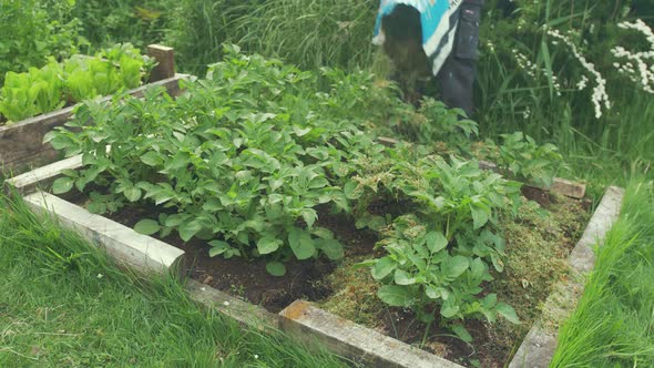 Mulching potato plants with hay in raised garden bed