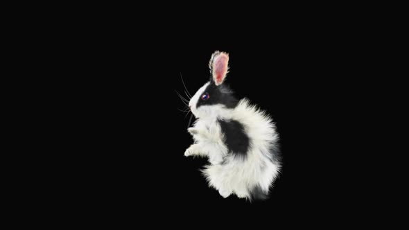 Rabbit Dancing HD