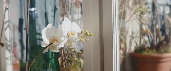 Closeup of white orchids in sunny window