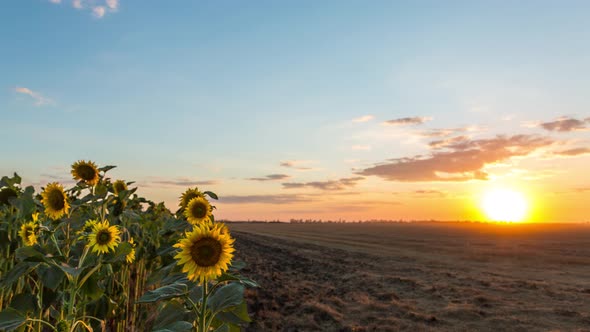 Yellow Sunflower And Beautiful Sunset Over The Field, Time Lapse, 4k