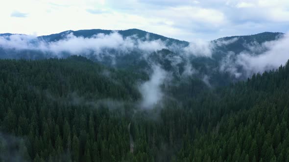 Flying Over The Cloudy Evening Forest 