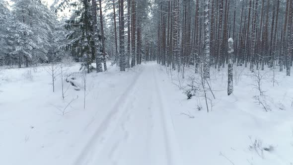 Winter Road in Forest