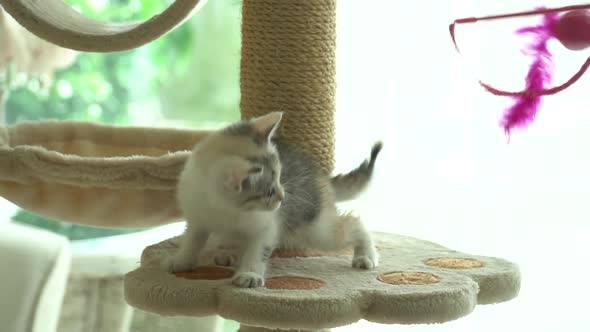 Cute Persian Cat Playing Toy On Cat Tower Slow Motion 
