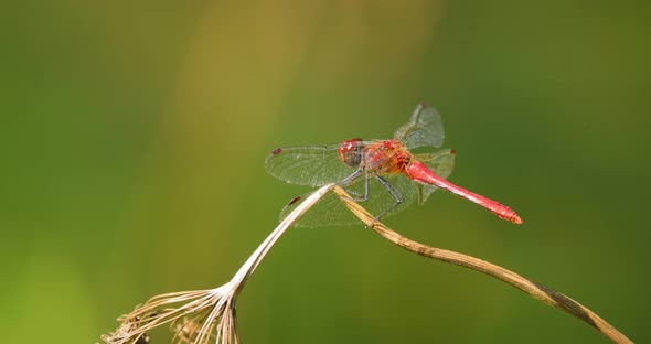 Scarlet Dragonfly Crocothemis Erythraea is a Species of Dragonfly in the Family Libellulidae