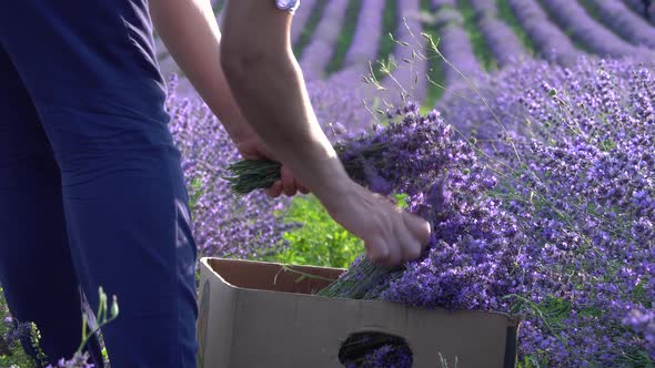 Woman Farmer Hand Cutting of Lavender Using Harvesting Knife