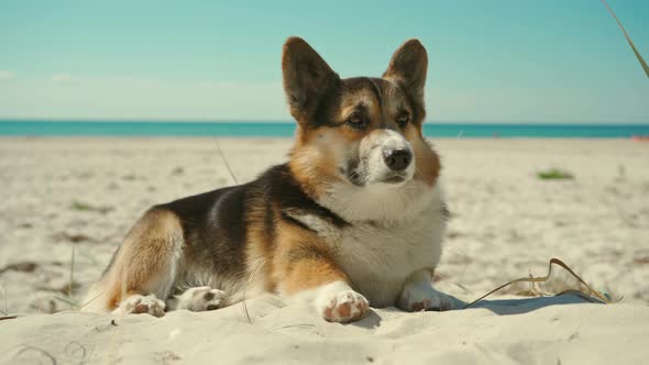 Closeup of Cute Funny Welsh Corgi Dog Lying on Sand on Sunny Beach with Blue Sky Background