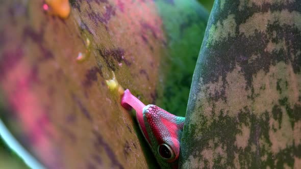 Gecko licking food off of leaf