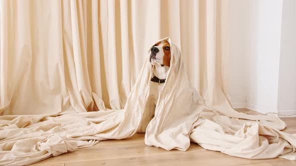 Cute Cheerful Dog Beagle in Ghost Costume