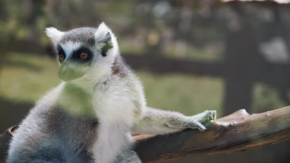 Ringtailed Lemur Lemur Catta in Zoo Park