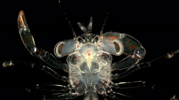The Crab Larva Under the Microscope, at the Megalope Stage