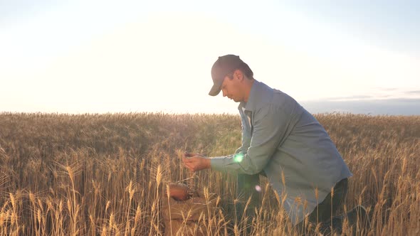 Business Man Checks the Quality of Wheat. Agriculture Concept. Farmer's Hands Pour Wheat Grains in a