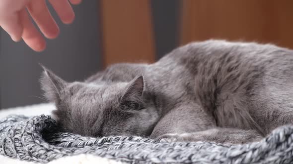 The Grey Cat Chartreuse Sleeps Lightly on Bed