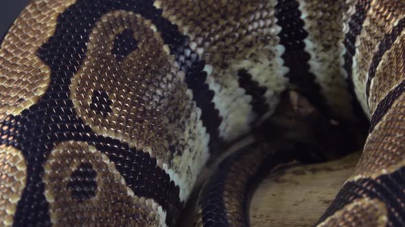Royal Python or Python Regius on Wooden Snag. Close Up. Macro Shot