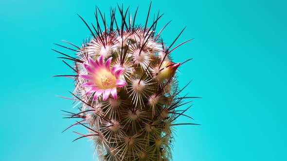 Cactus with Pink Blossom Against Green Background  Isolated Timelapse