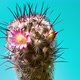 Cactus with Pink Blossom Against Green Background  Isolated Timelapse - VideoHive Item for Sale