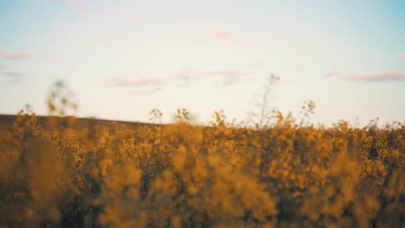 Peace and love concept, woman coming out of the bush at sunset and making the symbol of victory with