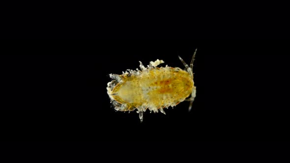 Plankton and Zooplankton of the Black Sea, Crustacean Cilicaea Sp., Type Arthropod, Order Isopoda