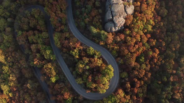 Autumn forest with curvy road