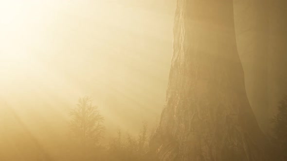 Autumn Forest and Trees in Morning Fog