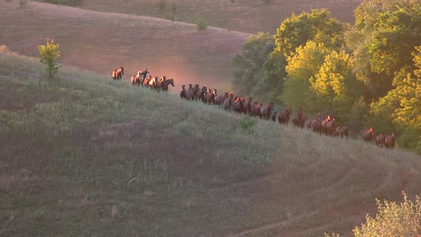 Horse Herd Near Trees