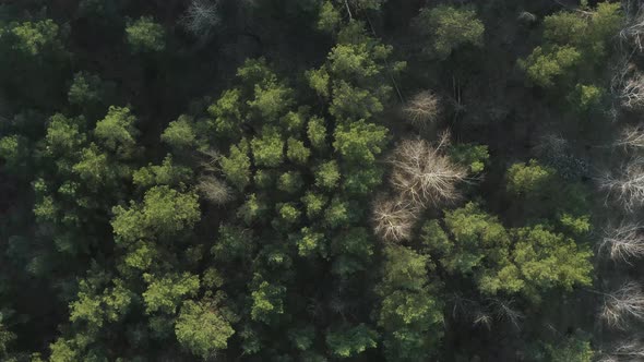 Aerial Pine Forest