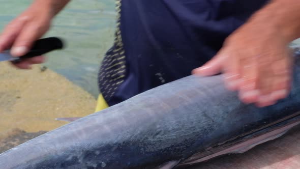 Fisherman slicing open freshly caught tropical Wahoo fish outside on jetty in Caribbean, close up pa