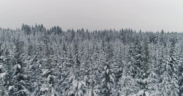 Aerial View of Winter Spruce Forest Snow Covered Frozen Trees Drone Shot